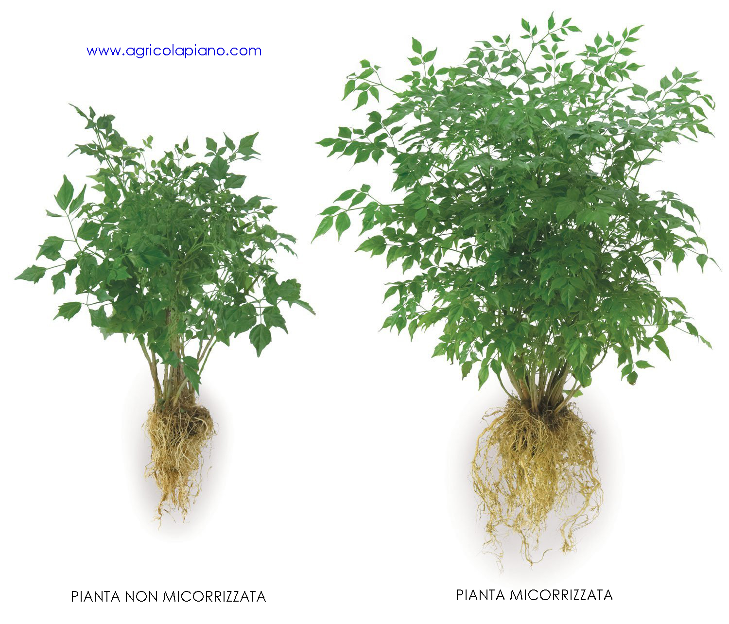 Real plant. Radici растение. Mycorrhizal fungi (микоризные грибы):. Корневой трансплантат растений. Plant root tif format.