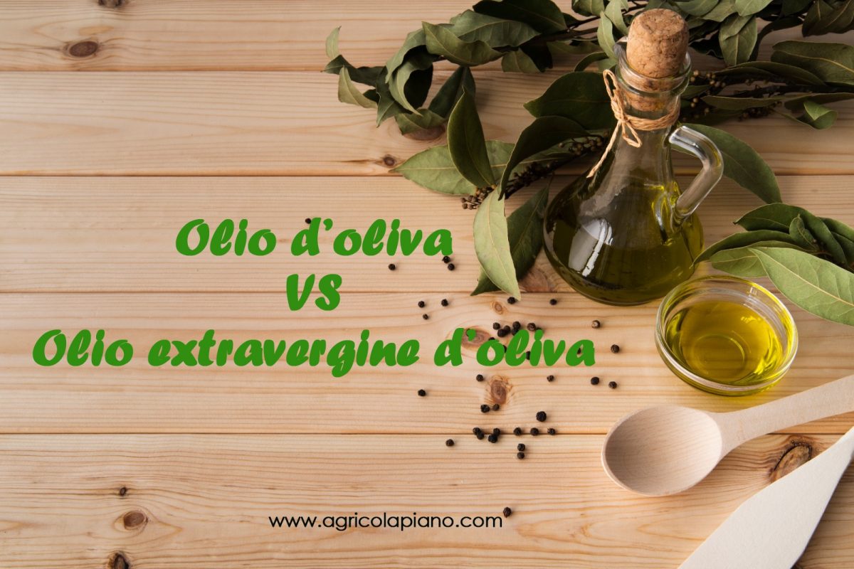 Quali Sono Le Differenze Tra Olio D Oliva E Olio Extravergine Di Oliva Il Blog Di Agricola Piano Ricette Facili E Veloci E News Sul Mondo Gastronomico