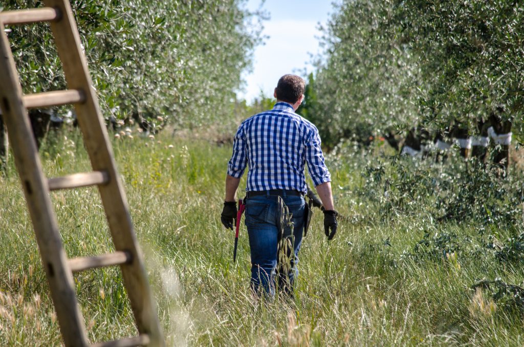 Italian extra virgin olive oil: the Peranzana cultivar