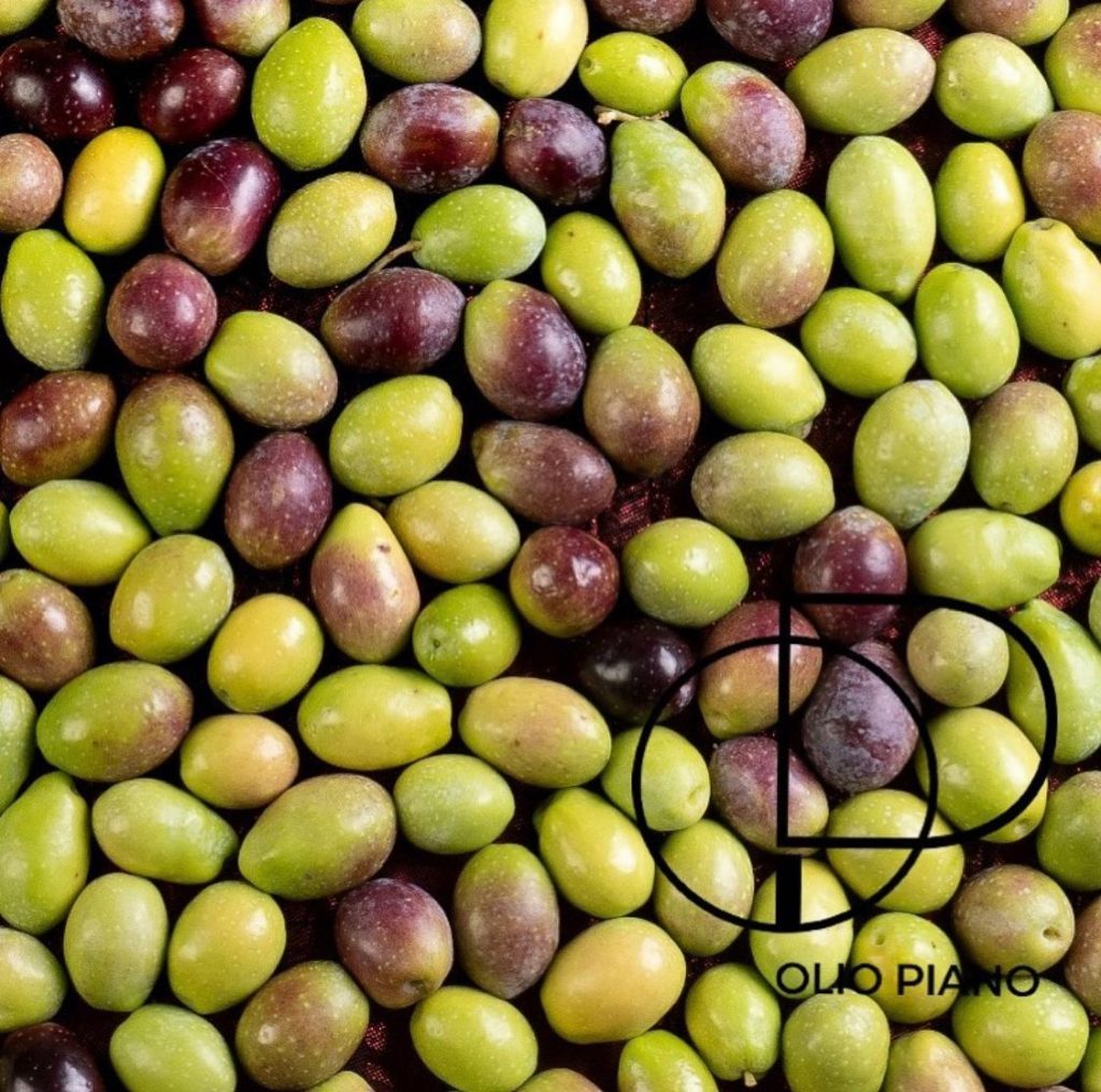 Huile d'olive extra vierge italienne : variété Peranzana