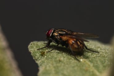 mosca olearia