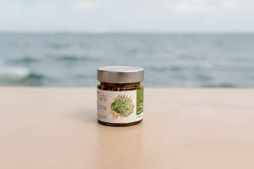 salicornia