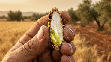 Germe di grano