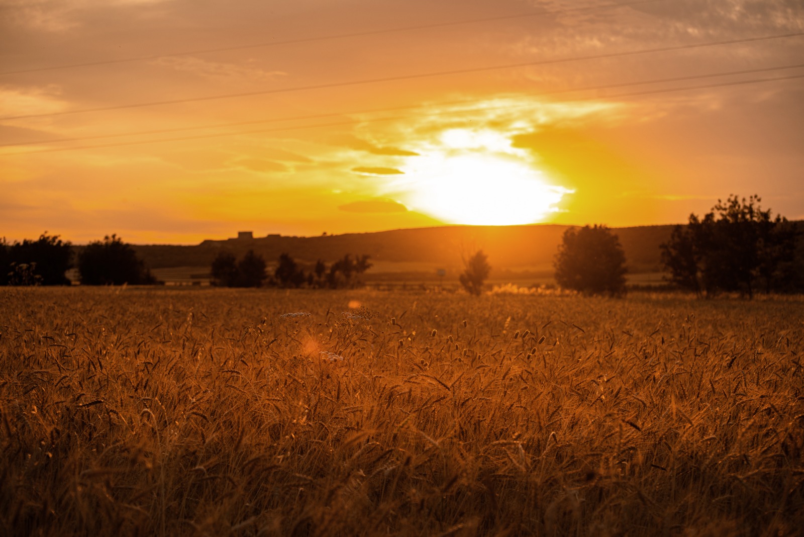 Campo di grano al tramonto in Puglia