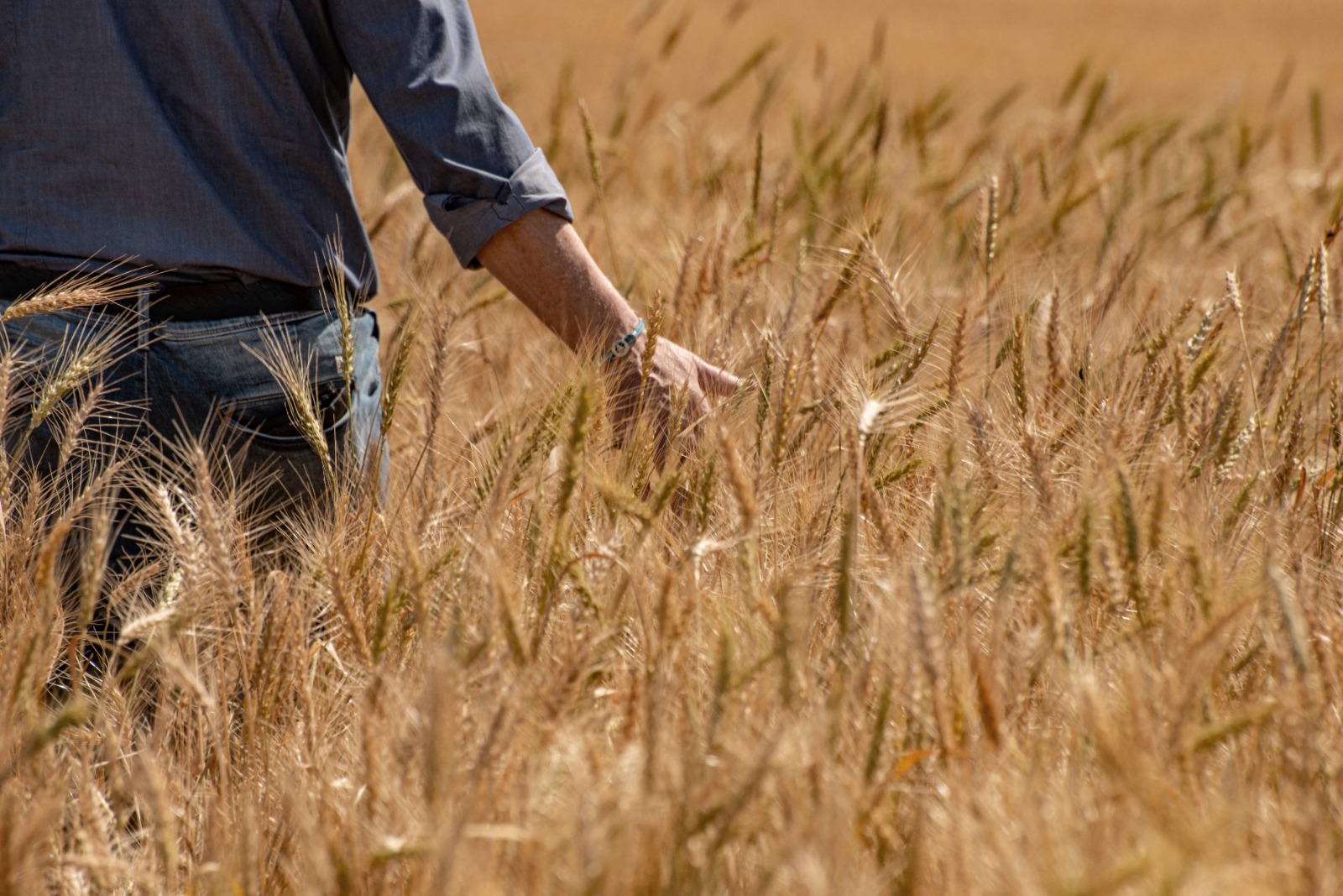 Campi di Agricola Piano in Puglia