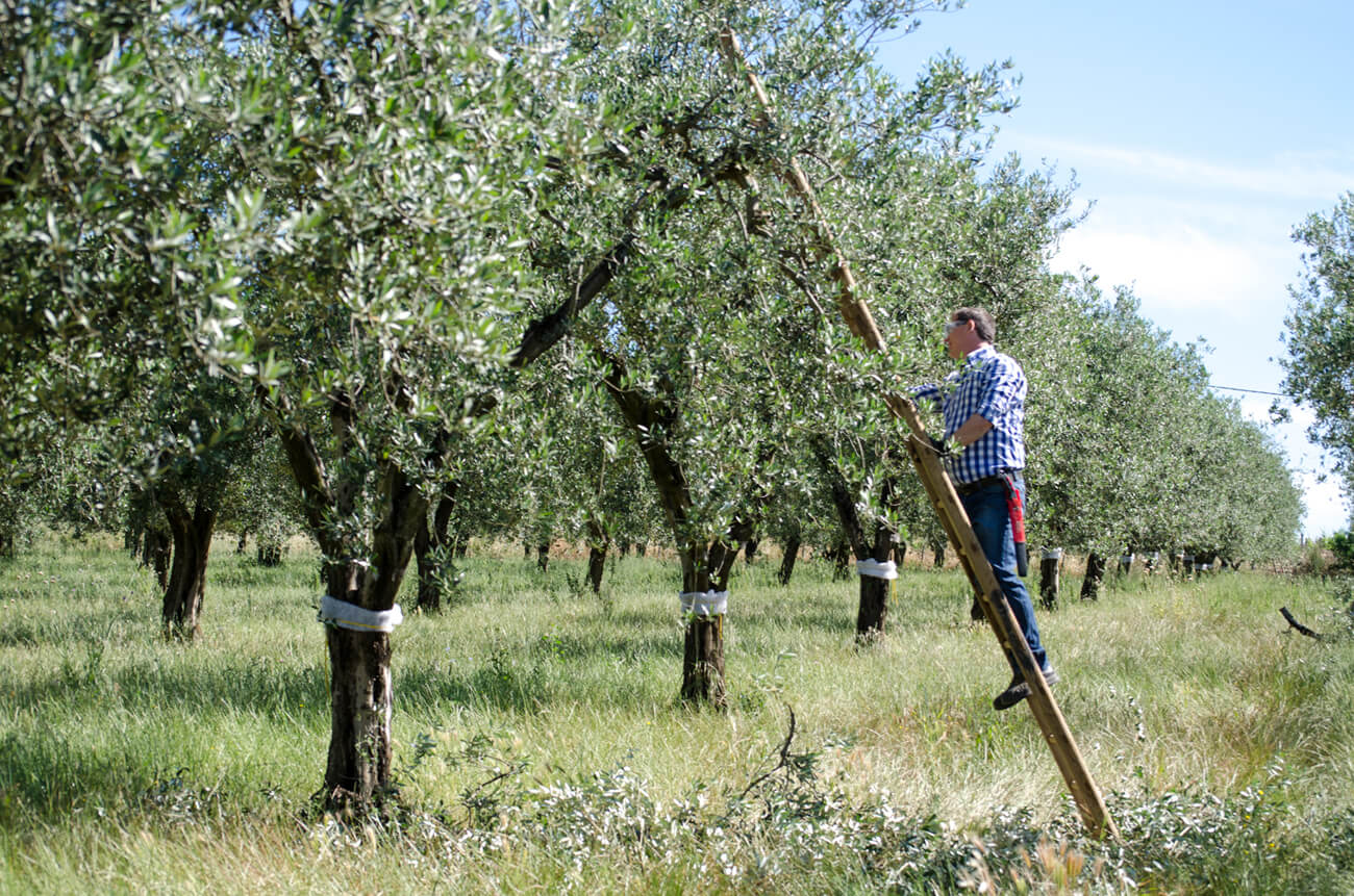 Olio EVO. Olio extravergine di oliva peranzana