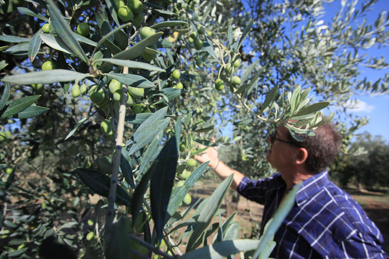 Olive da pasto in acqua di mare e candite