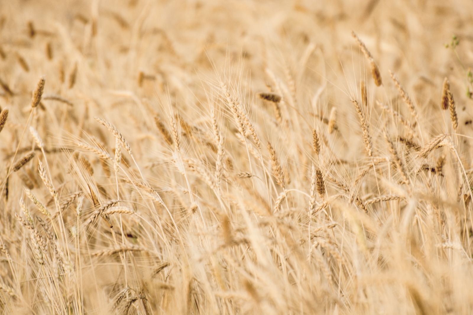 Spighe fresche di grano