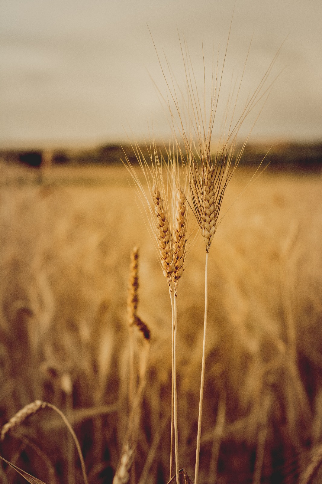 Grano tenero di Apricena