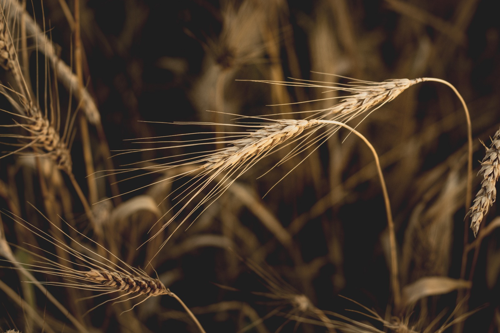 Grano coltivato in Puglia