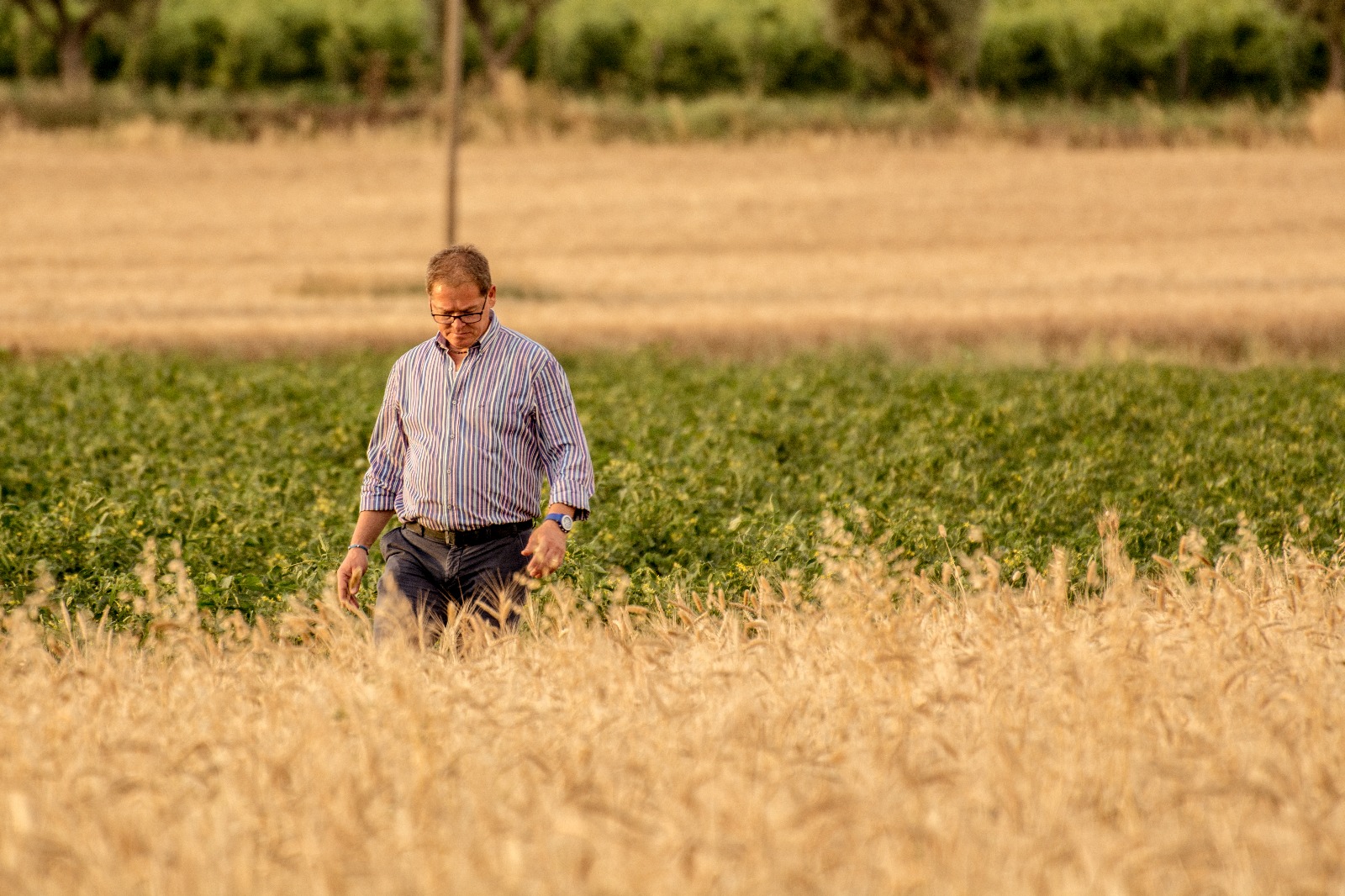 Chicchi di grano varietà pugliesi