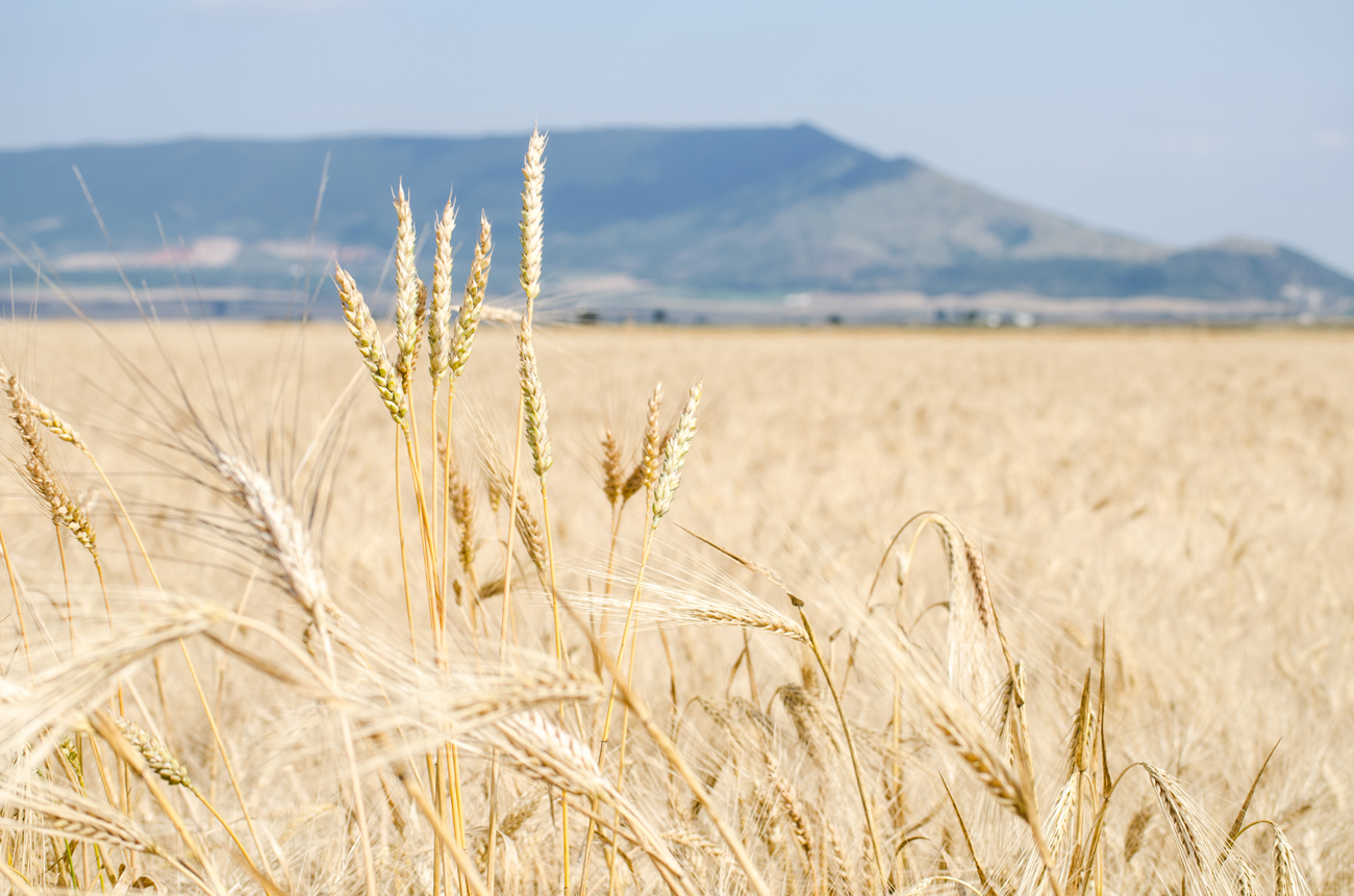 Spighe di grano duro con montagna sullo sfondo
