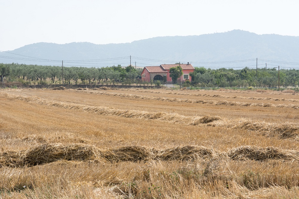 Wie man den Boden natürlich mit Stroh düngt Wie man den Boden natürlich mit Stroh düngt