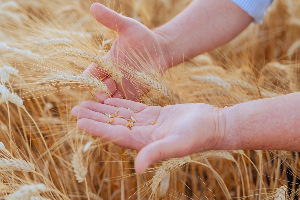 Vom Ährenfeld zum Mehl: das Ernten und Dreschen von Weizen Vom Ährenfeld zum Mehl: das Ernten und Dreschen von Weizen