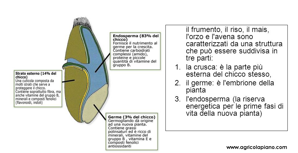 La Verità sulla Farina Bianca: Produzione, Additivi e Impatto sulla Salute La Verità sulla Farina Bianca: Produzione, Additivi e Impatto sulla Salute
