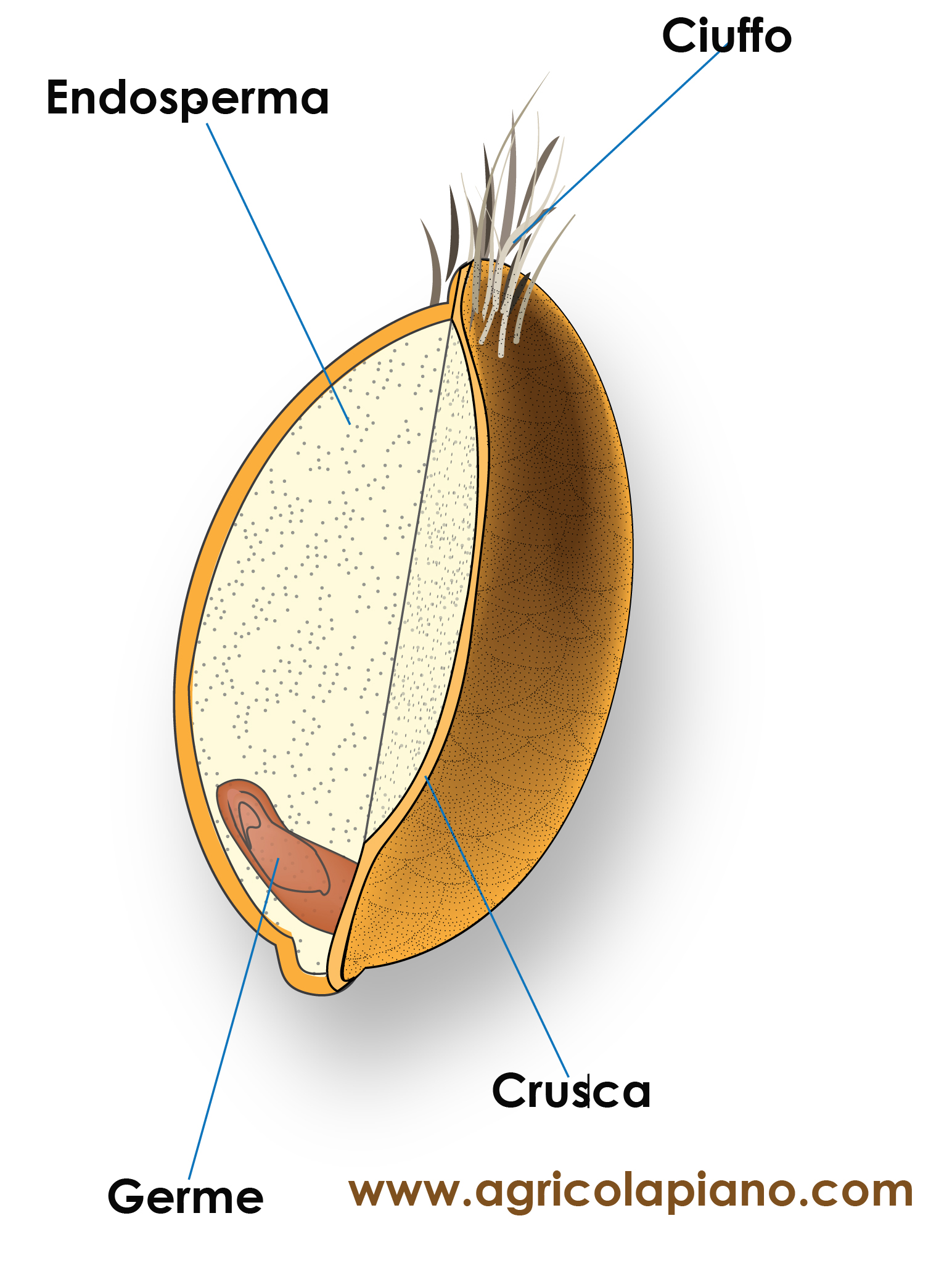 Germe di Grano Vivo: Scopri la Ricchezza Nutrizionale e i Benefici Straordinari