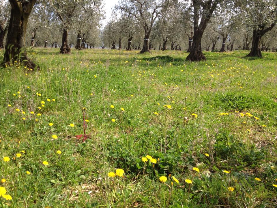 Inerbimento Naturale Permanente Inerbimento Naturale Permanente