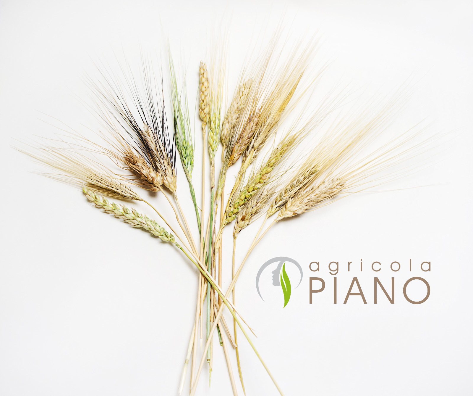 Die Mischung aus alten Getreidesorten: Tradition und Innovation für eine nachhaltige Landwirtschaft Die Mischung aus alten Getreidesorten: Tradition und Innovation für eine nachhaltige Landwirtschaft