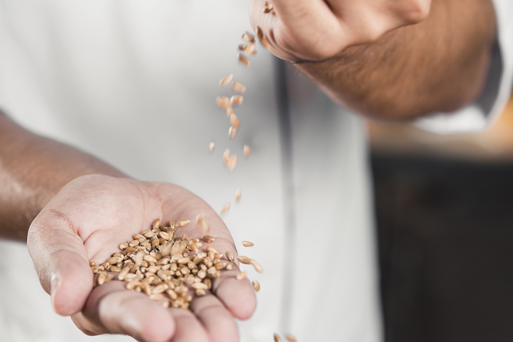 Gluten intolerance? Maybe gluten isn’t the real problem Gluten intolerance? Maybe gluten isn’t the real problem