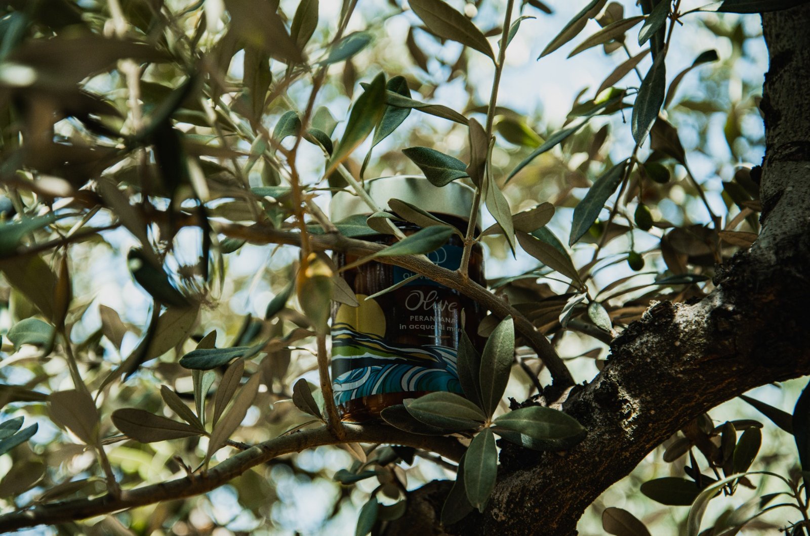 Le Olive Peranzana al Naturale